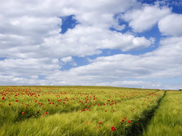 Grain field with red poppies — Stock Photo, Image