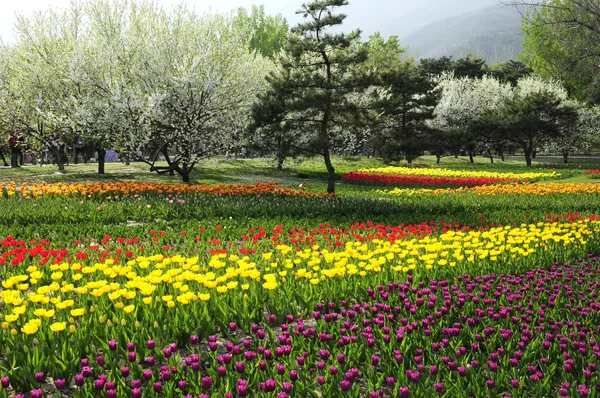 Jardim de verão com tulipa florescente — Fotografia de Stock