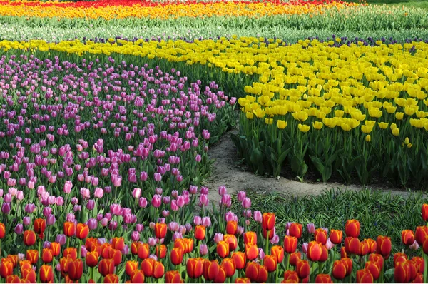 Land voller Blumen — Stockfoto