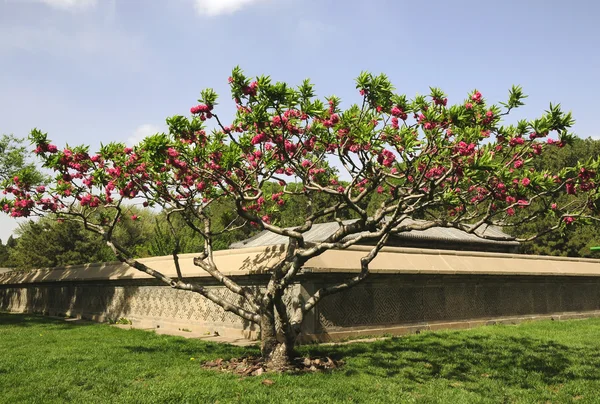 Padrão de árvore flor — Fotografia de Stock