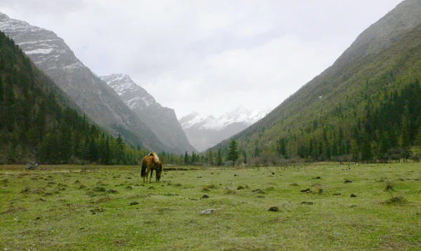 Koně v údolí — Stock fotografie