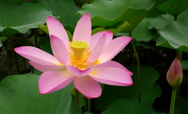 Perfekte Lotusblume — Stockfoto