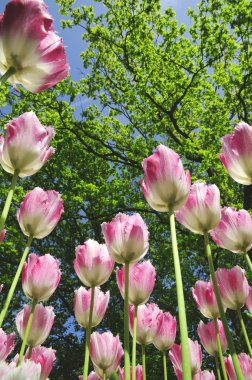 Blooming tulip flower grow in the park clipart