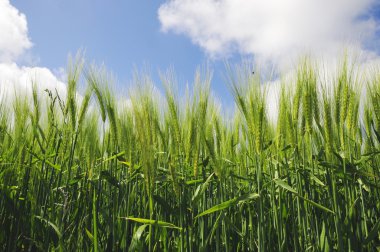 Green wheat in close up clipart