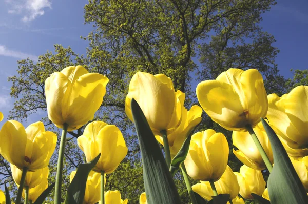 स्वर्ण रंग के साथ ट्यूलिप फूल — स्टॉक फ़ोटो, इमेज