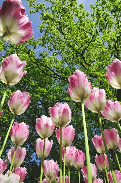 盛开郁金香花卉种植在公园里 — 图库照片