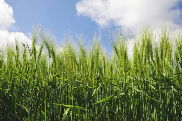 Зелена пшениця впритул Стокове Зображення