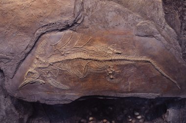 Marine life fossils clipart
