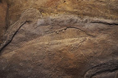 Dinosaur fossils clipart