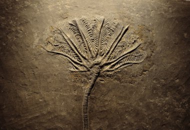 Fern fossils clipart