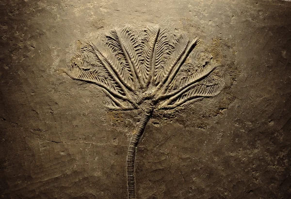 Fern fosiller — Stok fotoğraf