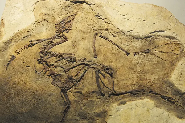 Dinozor fosilleri — Stok fotoğraf