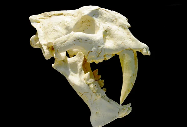 サーベル歯虎の化石 — ストック写真