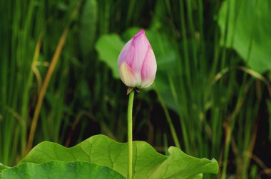 Lotus bud