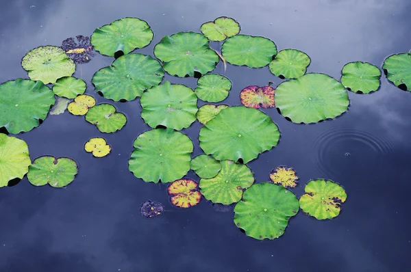 Lotus in blue water — Stock Photo, Image