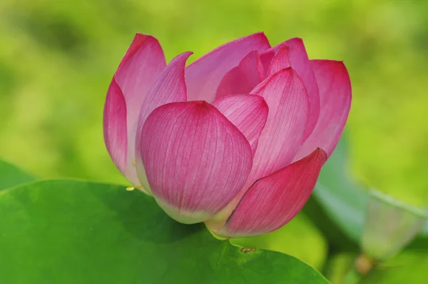 Eleganter Lotus mit grünem Hintergrund — Stockfoto