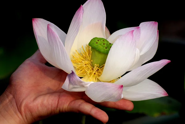 Eleganter Lotus in der Hand — Stockfoto