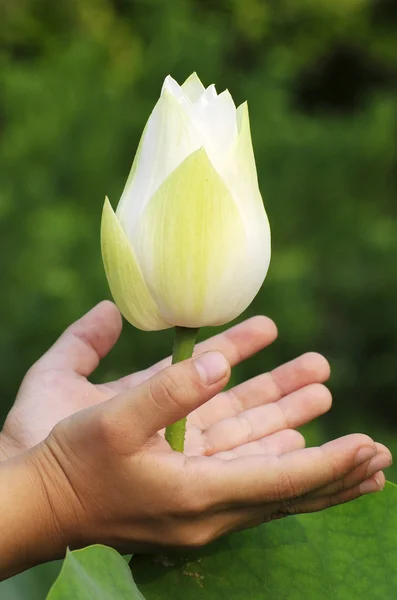 Elegant Lotus bud in hand — Stock Photo, Image