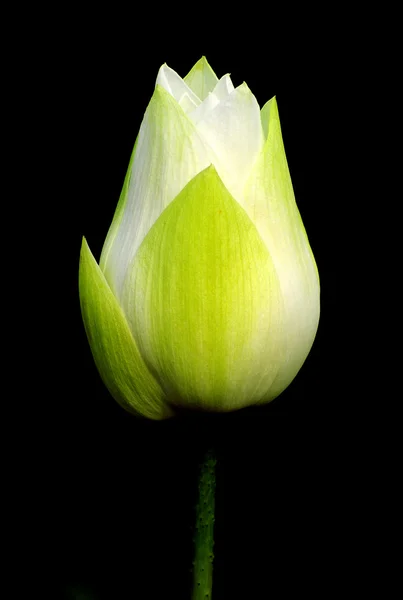 Elegant Lotus bud — Stock Photo, Image