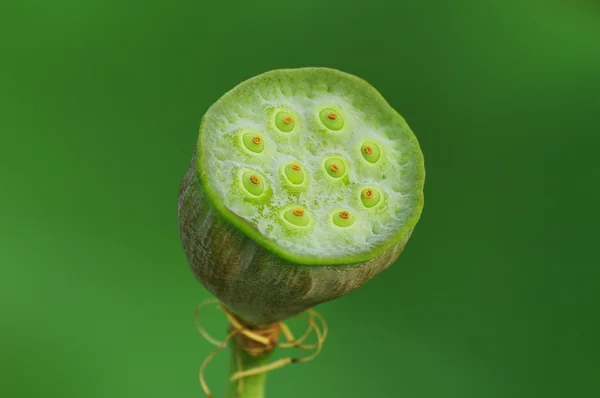로터스 열매 — 스톡 사진