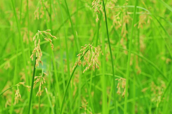 Groen gras achtergrond met verse kleur — Stockfoto