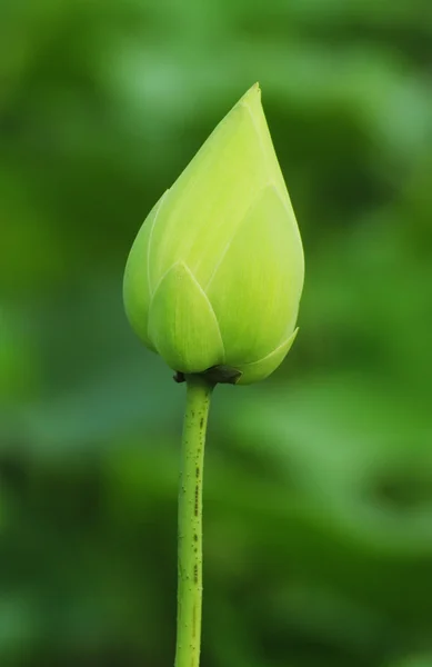 Lotus буд — стокове фото
