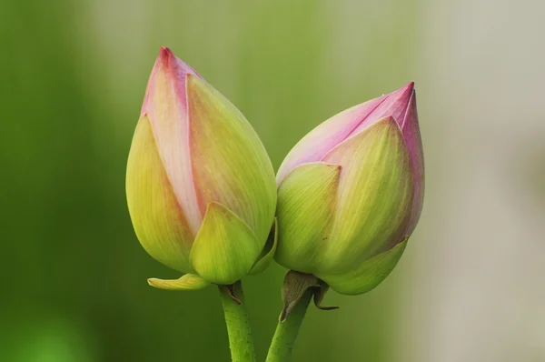 双子の蓮の花の芽 — ストック写真