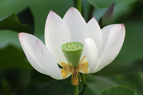 Elegante Lotusblume mit grünem Hintergrund — Stockfoto