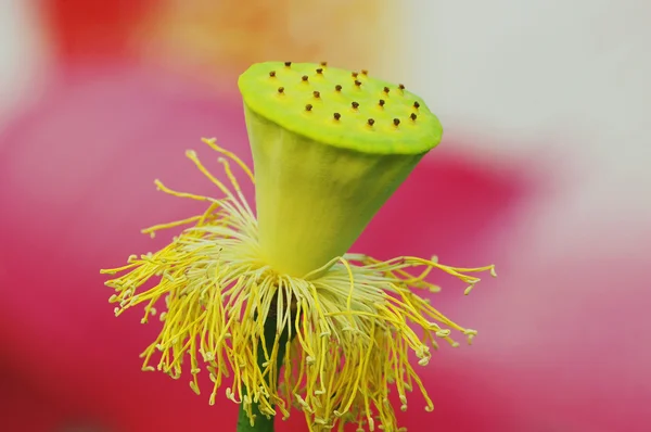 Lotus frukt — Stockfoto