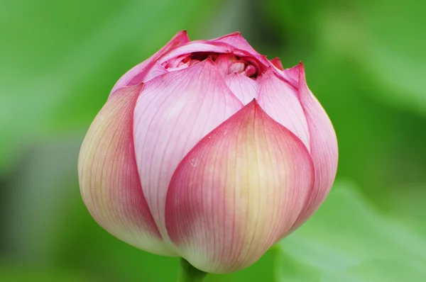 stock image Lotus flower bud with green background