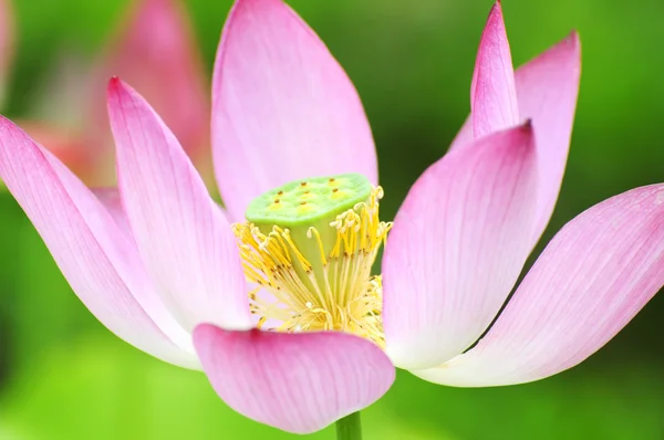 Lotus flower with green background — Stock Photo, Image