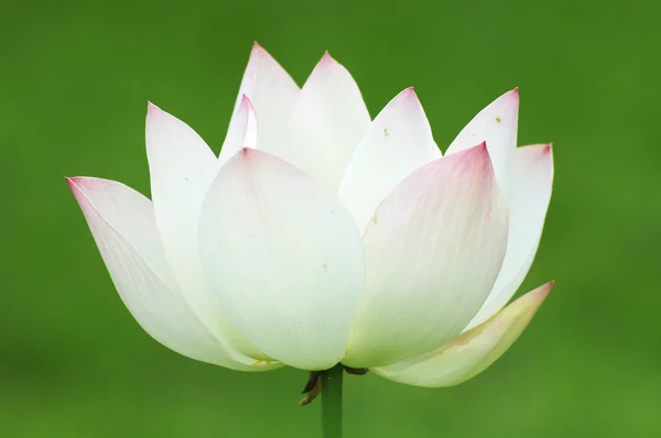 Elegant Lotus flower with green background — Stock Photo, Image