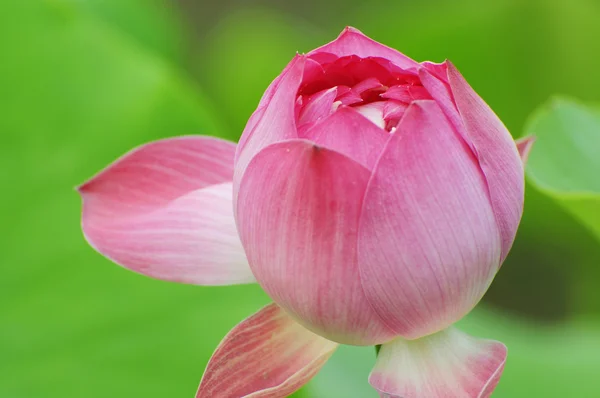 Lotusblütenknospe mit grünem Hintergrund — Stockfoto