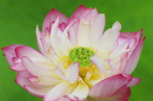 Lotusblume mit grünem Hintergrund — Stockfoto