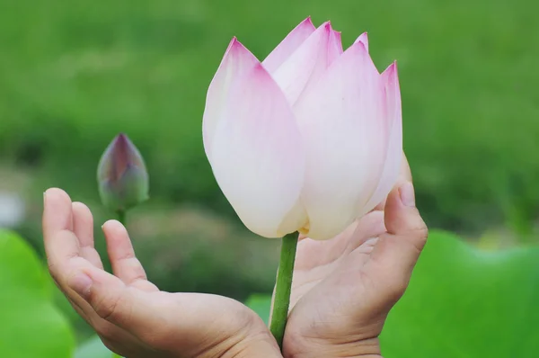 Elegant lotus in hand — Stock Photo, Image