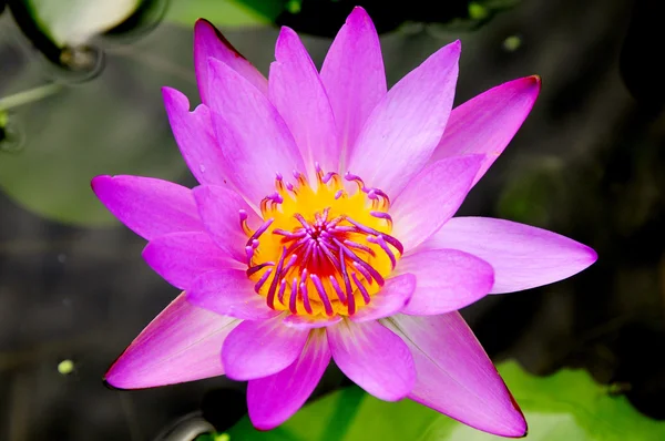 Elegant Lotus with green background — Stock Photo, Image