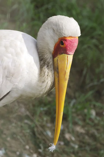 Pelikan głowy — Zdjęcie stockowe