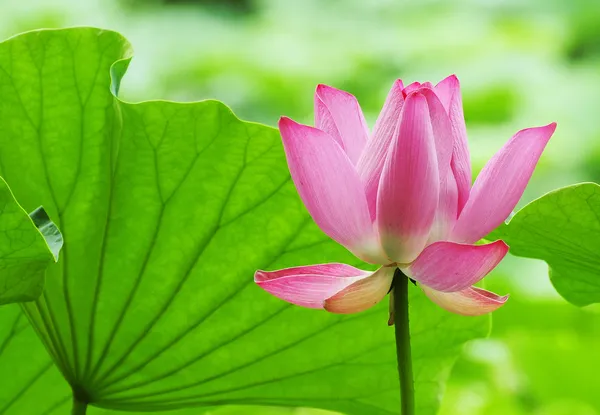 Lotus pattern in the pond — Stock Photo, Image