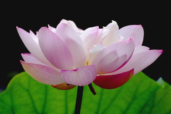Big Lotus flower — Stock Photo, Image