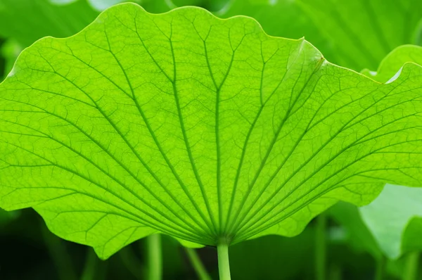 Texture du motif de feuilles de Lotus — Photo
