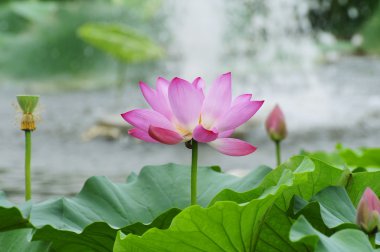 Lotus in the pond clipart