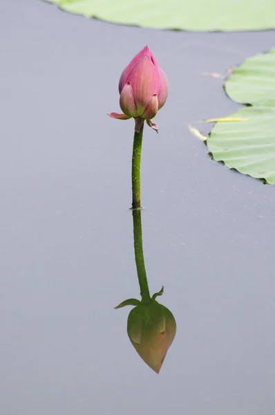 Lotus bud pattern with reflection in the lake — Stock Photo, Image