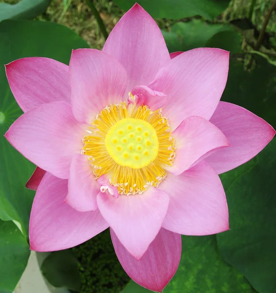 Lotusmuster im Teich — Stockfoto