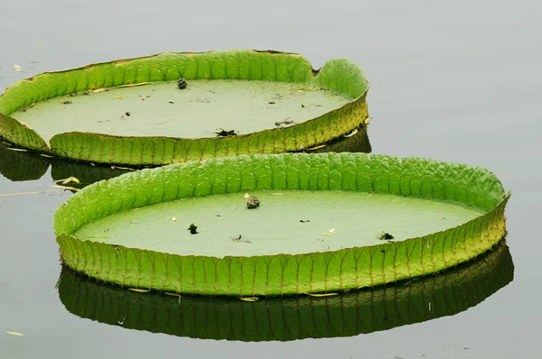 Φύλλα του βασιλιά lotus σαν πιάτο — Φωτογραφία Αρχείου