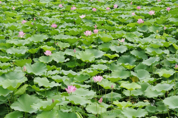 Lotus gölet alanında