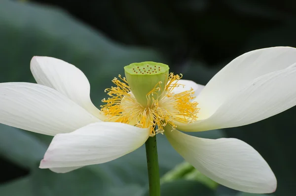 stock image Lotus pattern in the pond