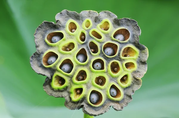 Patrón de fruta de loto —  Fotos de Stock