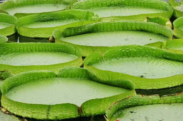 Leaf of king lotus like plate — Stock Photo, Image