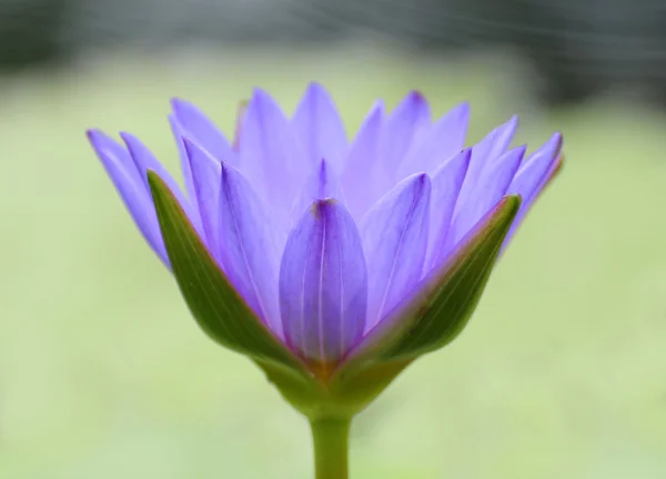 Water lily in purple color — Stock Photo, Image