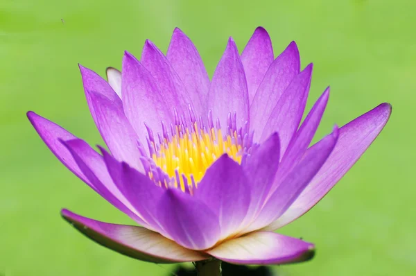 Water lily in purple color and green background — Stock Photo, Image